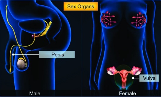 HumanBiolgy3.jpg