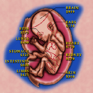 babyf-med.gif