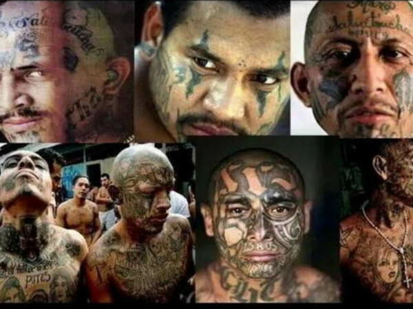 ms13animals.jpg