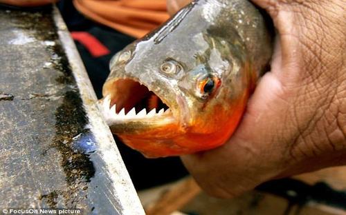 piranha_attacks.jpg